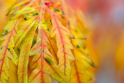 fall leaves, fall colors, aging, changing, life cycle